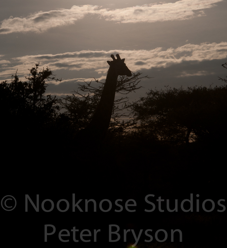 African Giraffes  13