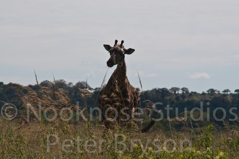 African Giraffes  02