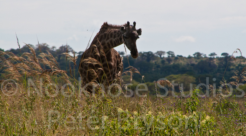 African Giraffes  07