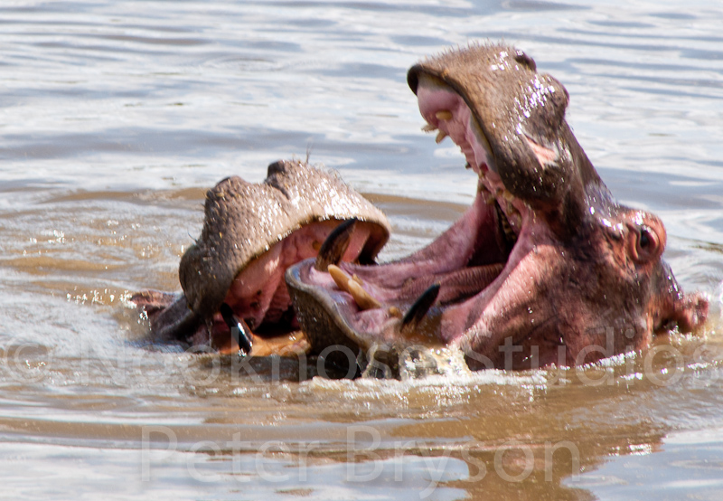 African Hippos  11