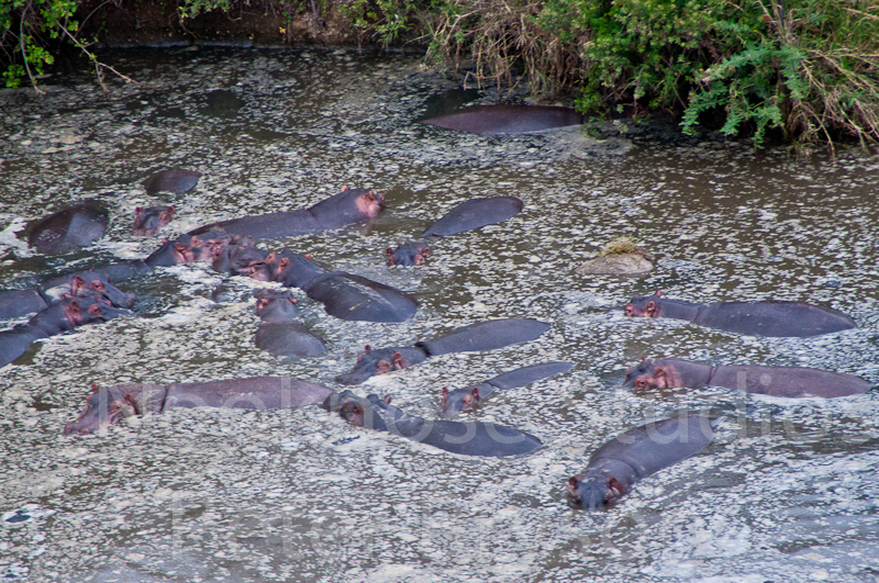 African Hippos  12