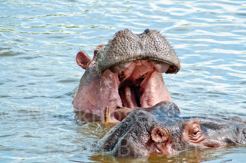 African Hippos  02
