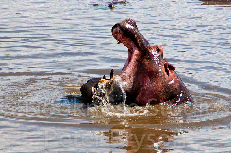 African Hippos  08
