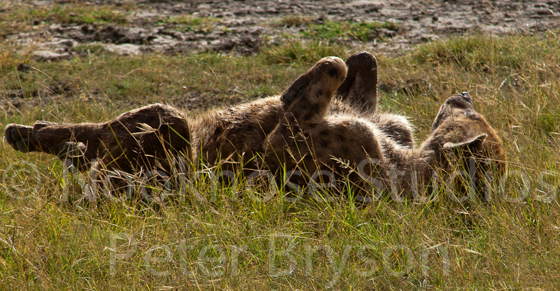 African Hyenas  01