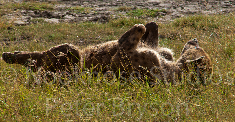 African Hyenas  01