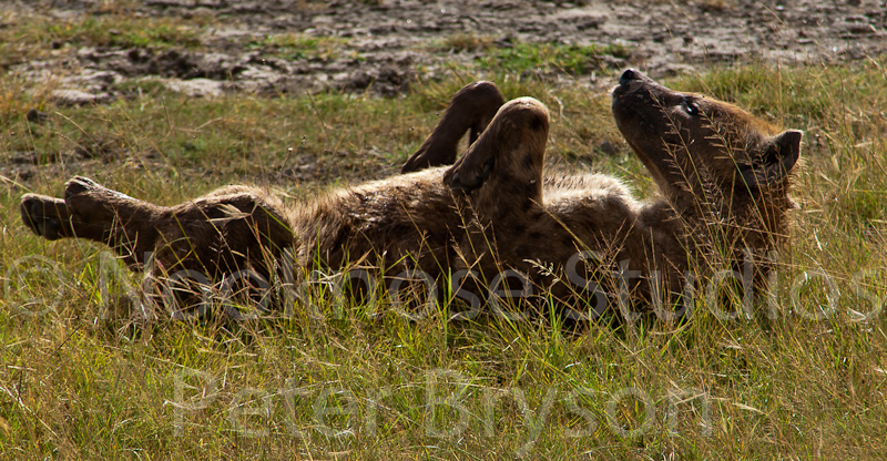 African Hyenas  02