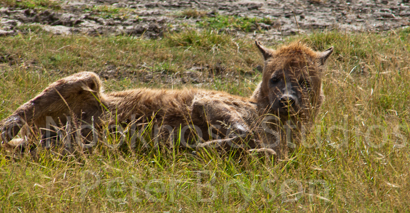 African Hyenas  03