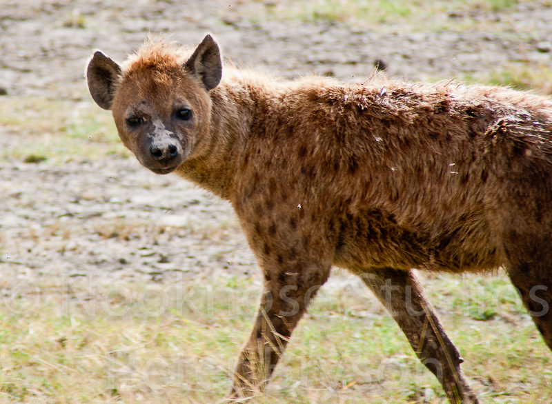 African Hyenas  04