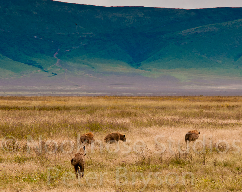 African Hyenas  05