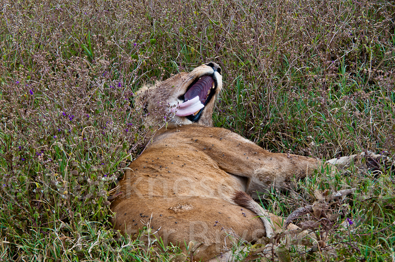 African Lions  01