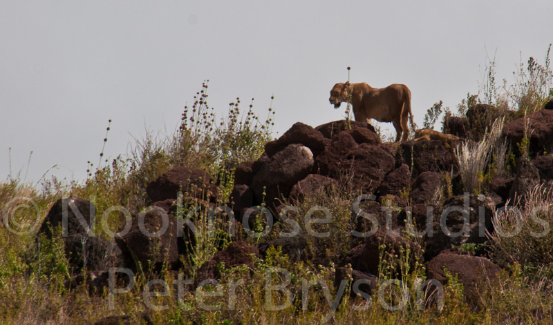 African Lions  17