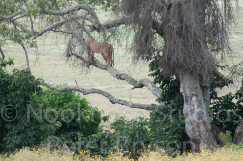 African Lions  18