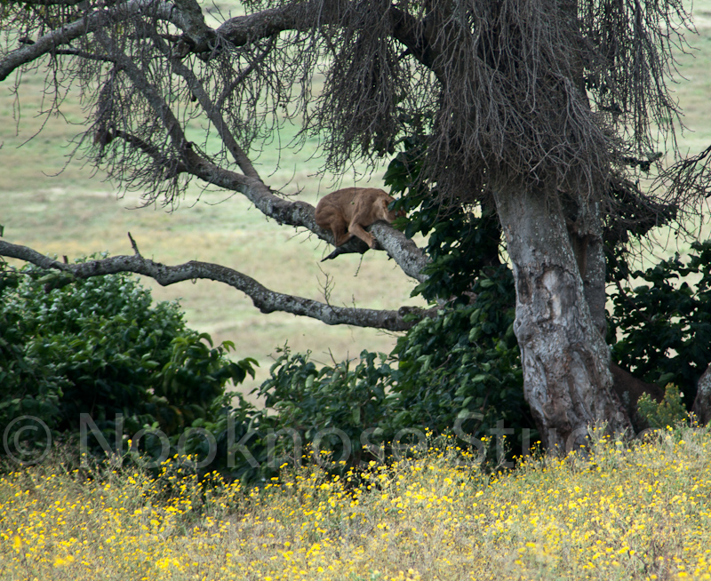 African Lions  19