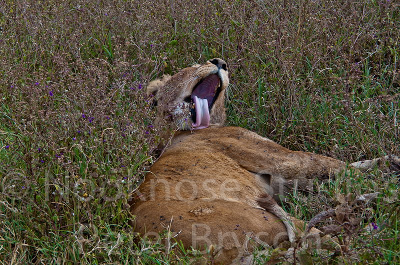 African Lions  04