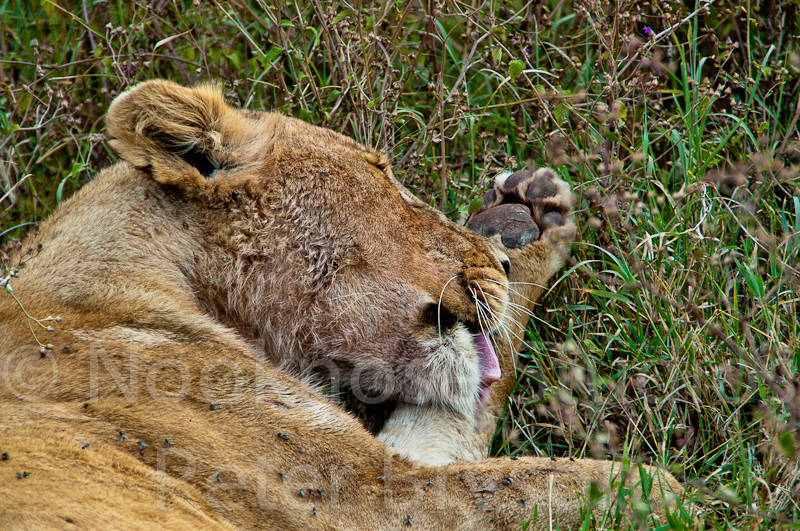 African Lions  05