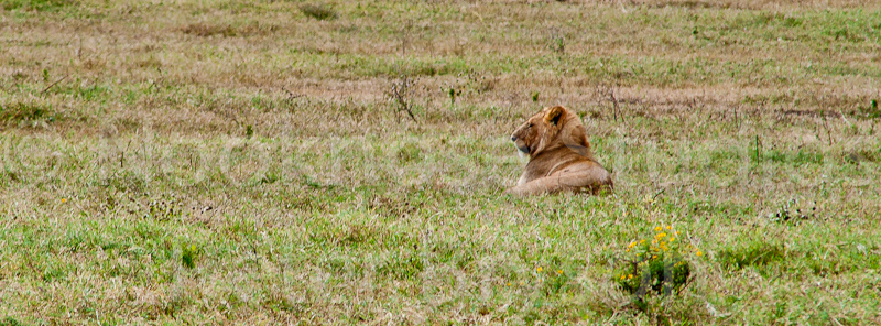 African Lions  06