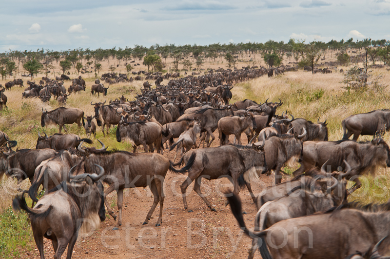 African Migration 01