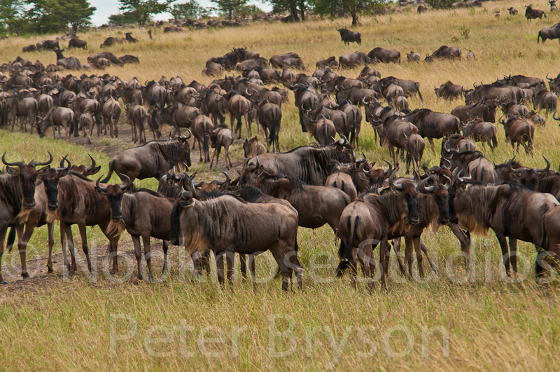 African Migration 20