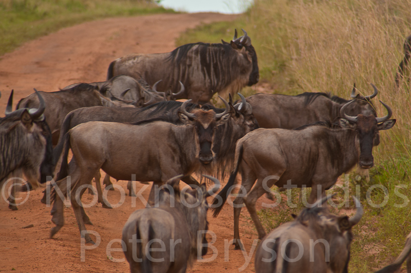 African Migration 23