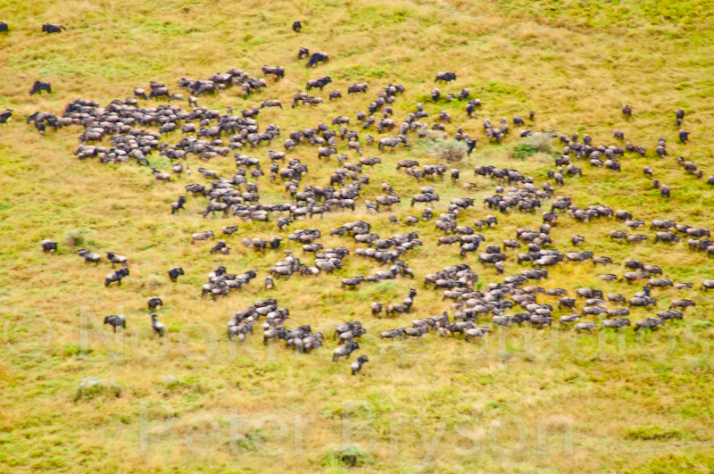 African Migration 33