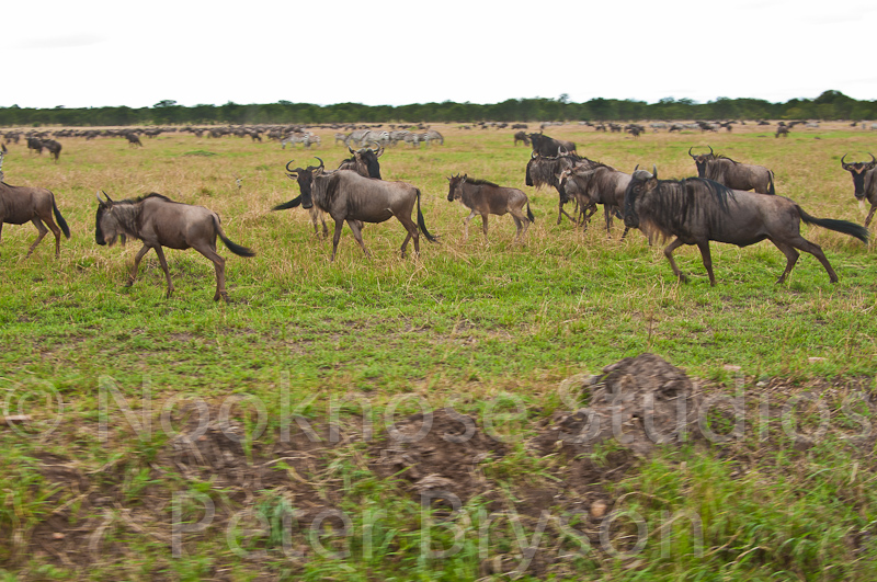 African Migration 05