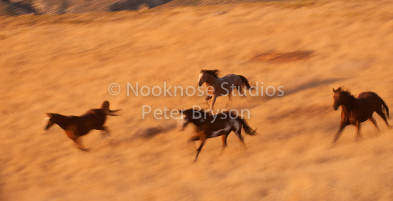 Horses Running