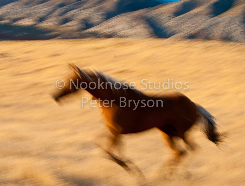 Horses Running