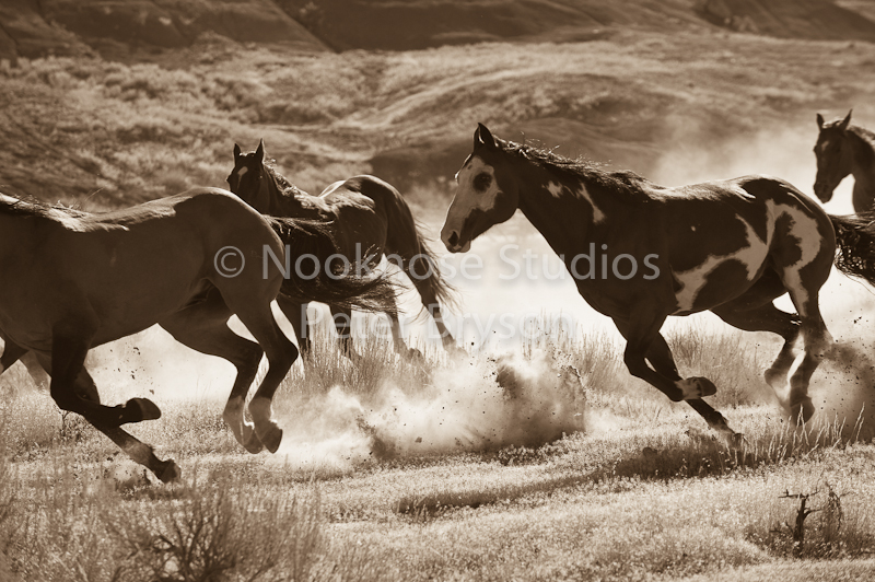 Horses Running