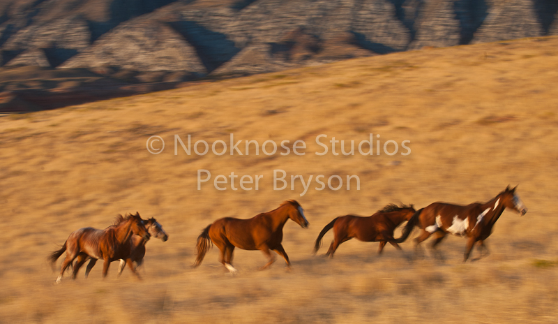 Horses Running