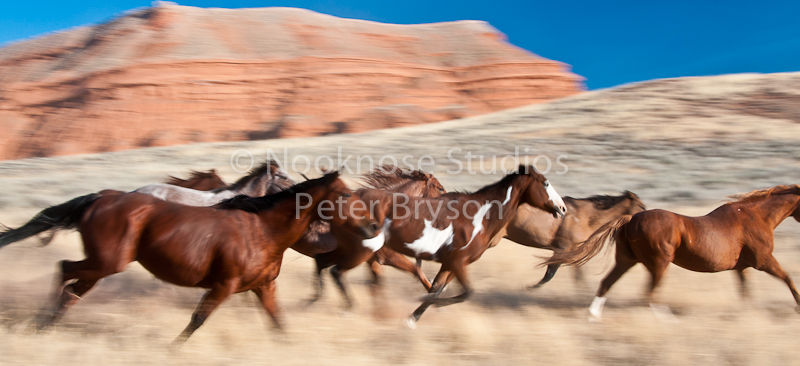 Horses Running