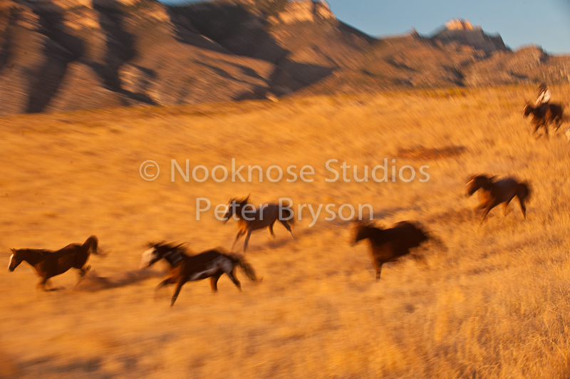 Horses Running