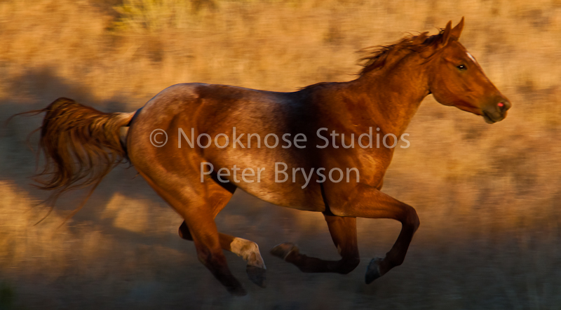 Horses Running