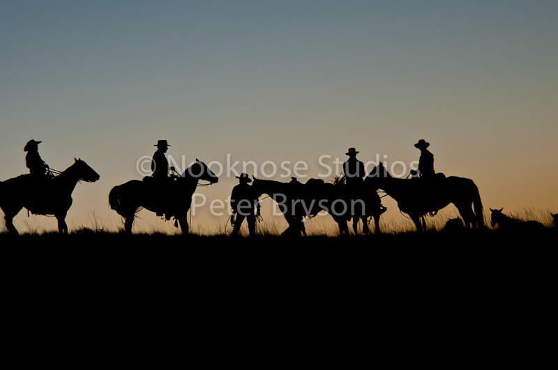 Horses- Silhouettes