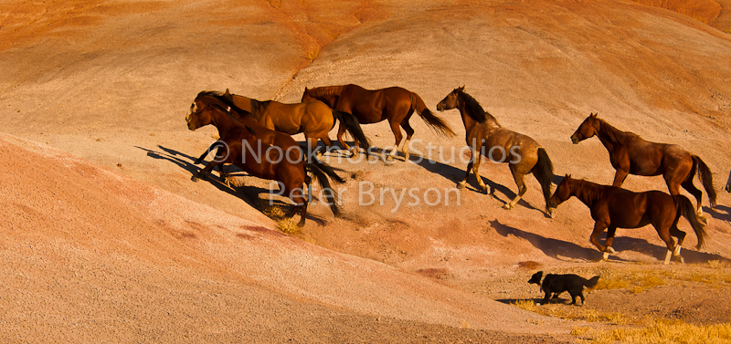 Horses- Silhouettes on Rock