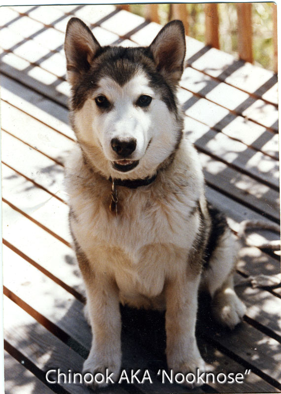 Chinook, AKA 'Nooknose'